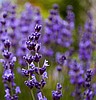 Sanctuary Botanicals Lavender Oil